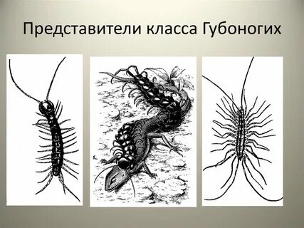 Представители б класса