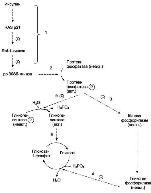 Качественная реакция на гликоген. Схема превращения глюкозы. Схема превращения гликогена в глюкозу. Превращает гликоген в глюкозу. Превращение глюкозы в гликоген.