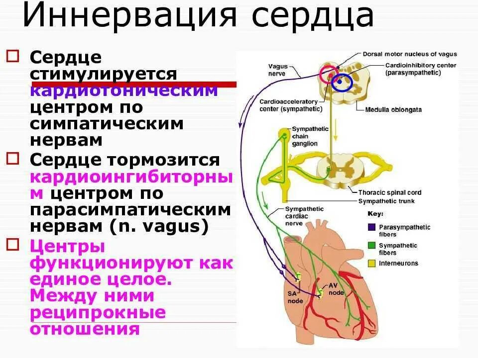 Парасимпатическая иннервация сердца. Схема парасимпатической и симпатической иннервации сердца.. Схема эфферентной иннервации сердца. Вегетативная иннервация сердца схема. Иннервация сердца физиология.