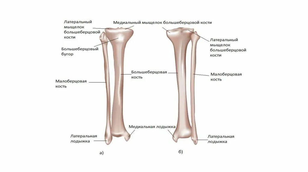 Место кости. Берцовая кость анатомия рентген. Берцовая кость Тип кости. Большеберцовая кость анатомия человека. Большеберцовая кость расположена медиально.