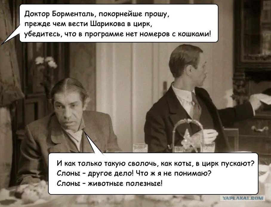 Шариков отношение к животным. Слоны животные полезные шариков. шариков фразы. шариков цитаты.