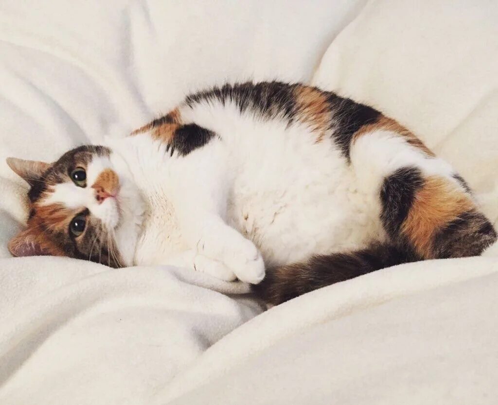 Мимими ми. Трёхцветная кошка. мими кот. кошечки мимими. ми ми ми котики.