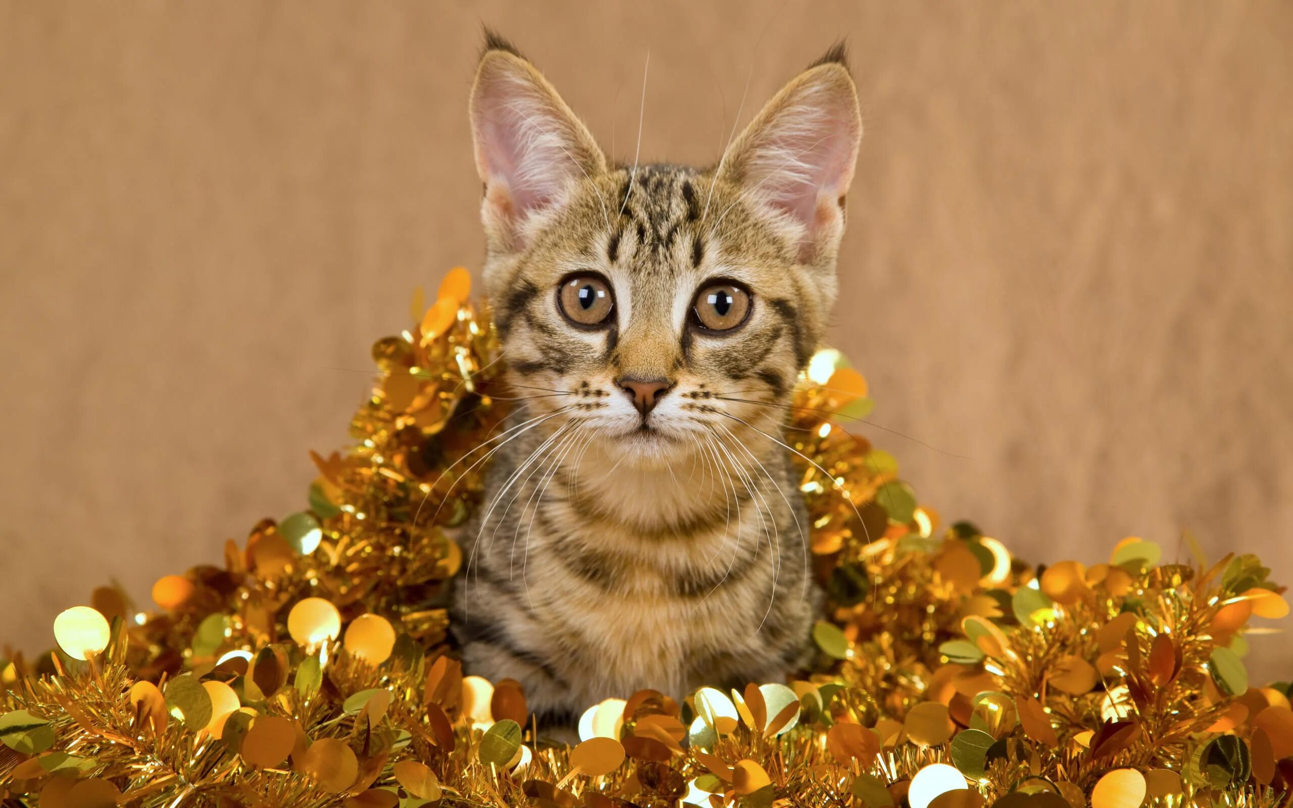 Кошечка последний. Новогодние коты. Кот в мишуре. Кошка в золоте. Кошка и мишура.