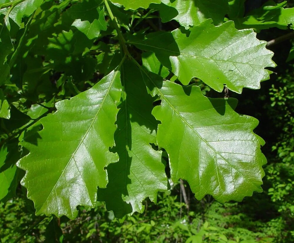 Дуб двуцветный. Дуб Кверкус. Quercus_serrata растение. Quercus bicolor Prince.