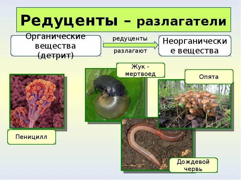 Редуценты. Органы редуценты. Жуки редуценты. Бактерии сапротрофы редуценты.