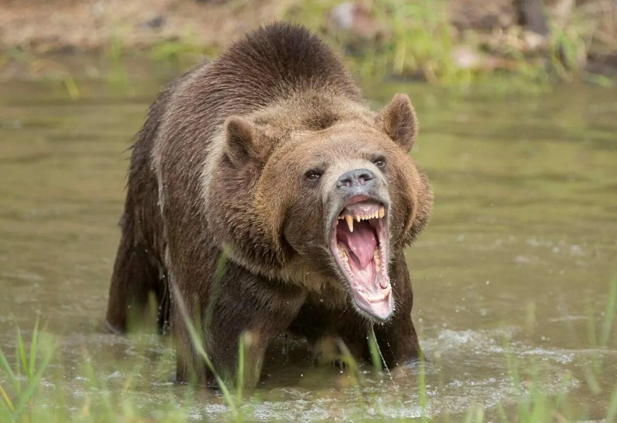 Медведь гризли в атаке. Приснился медведь к чему. К чему снится медведь женщине бурый. Медведь во время линьки. Медведю снятся сны.