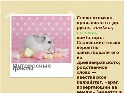 Дата листинга хомяка
