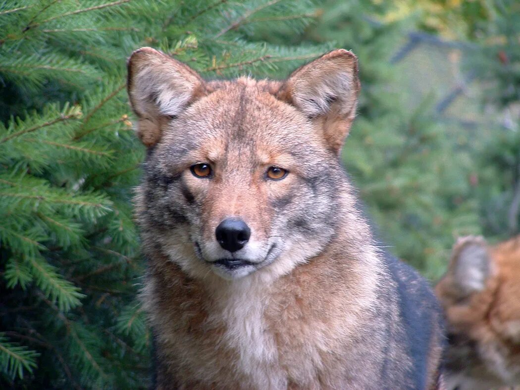 Волк коим. Койволк гибрид. гибрид волка и койота. койволк (coywolf). койот морда.