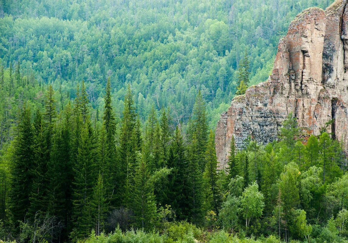 Тайга в росси. Тайга Якутии. Хакасия Тайга Сибирь. Природа Якутии Тайга. Леса Республики Саха Якутия.