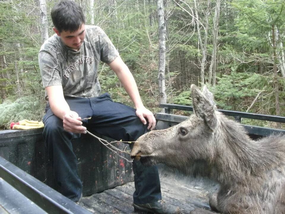 Спас лося. Лось и человек.