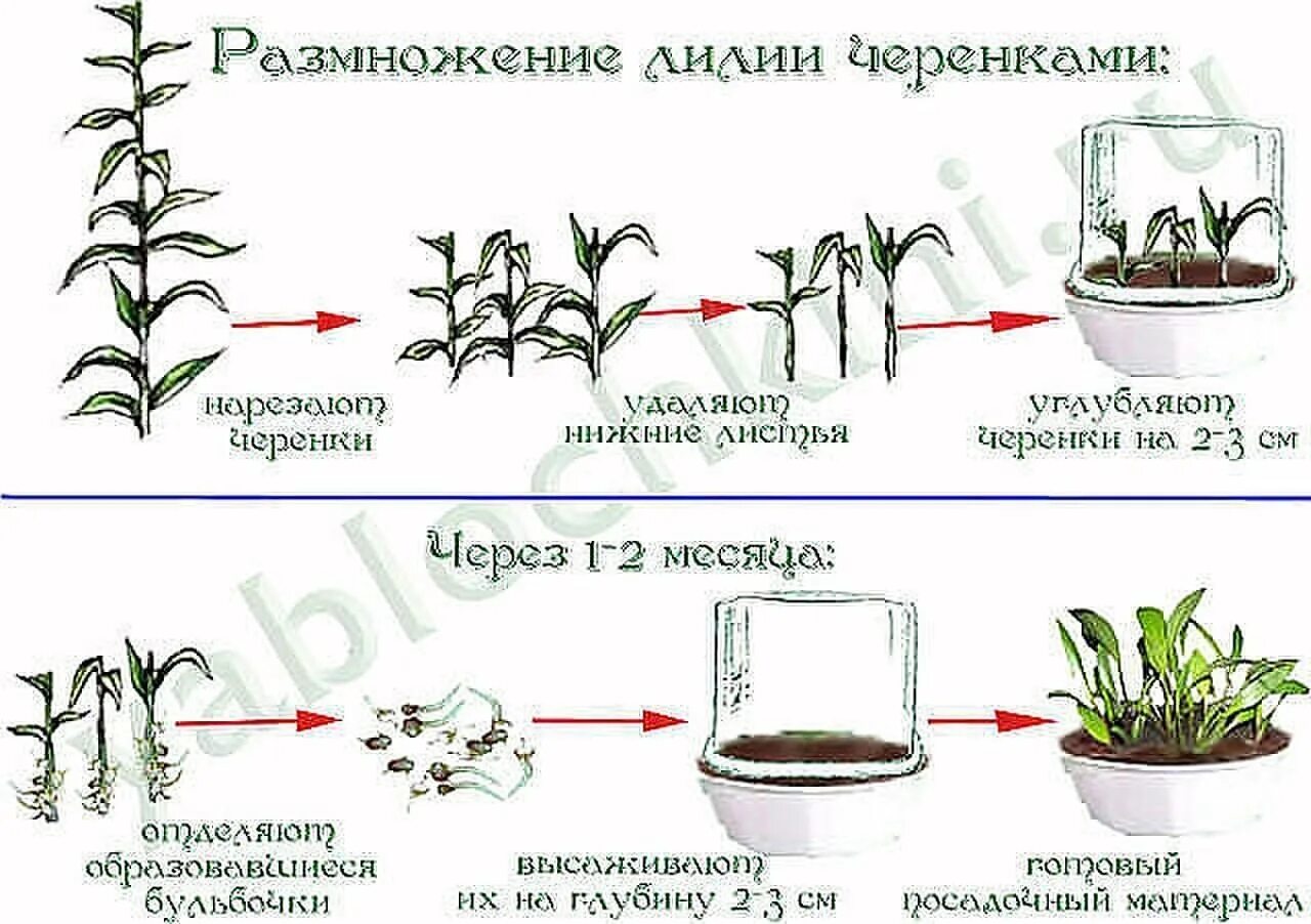 Размножение комнатных растений стеблевыми черенками. Полисциас размножение черенками. Лилии черенки. Лилии размножение. Традесканция вегетативное размножение