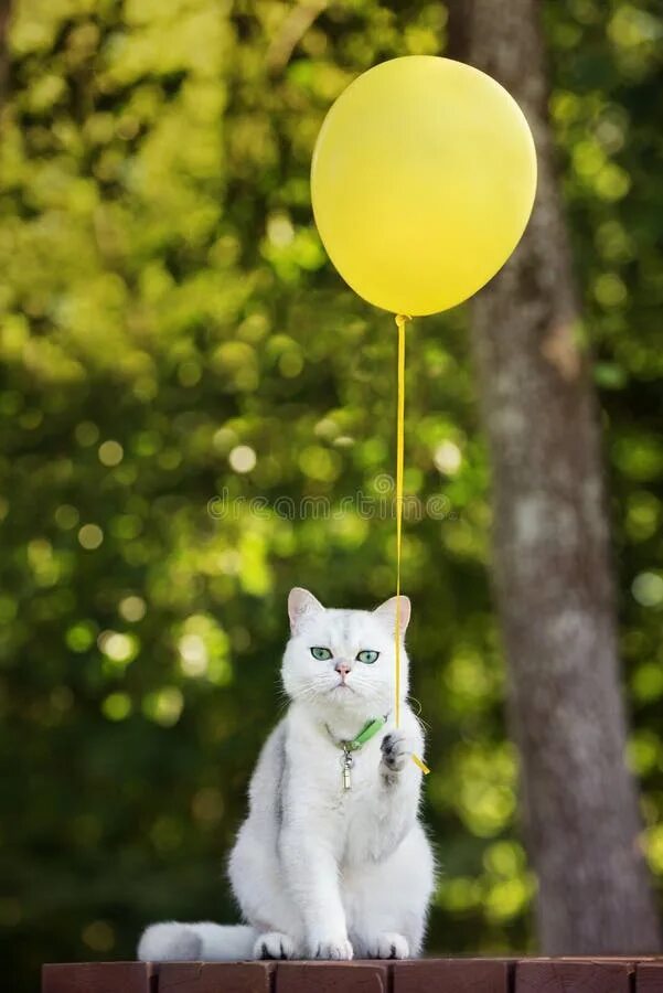 Кошка с воздушными шариками. Котик с шариками. Кот на воздушных шариках. Котик с воздушным шариком.
