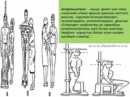 Антропометрические исследования