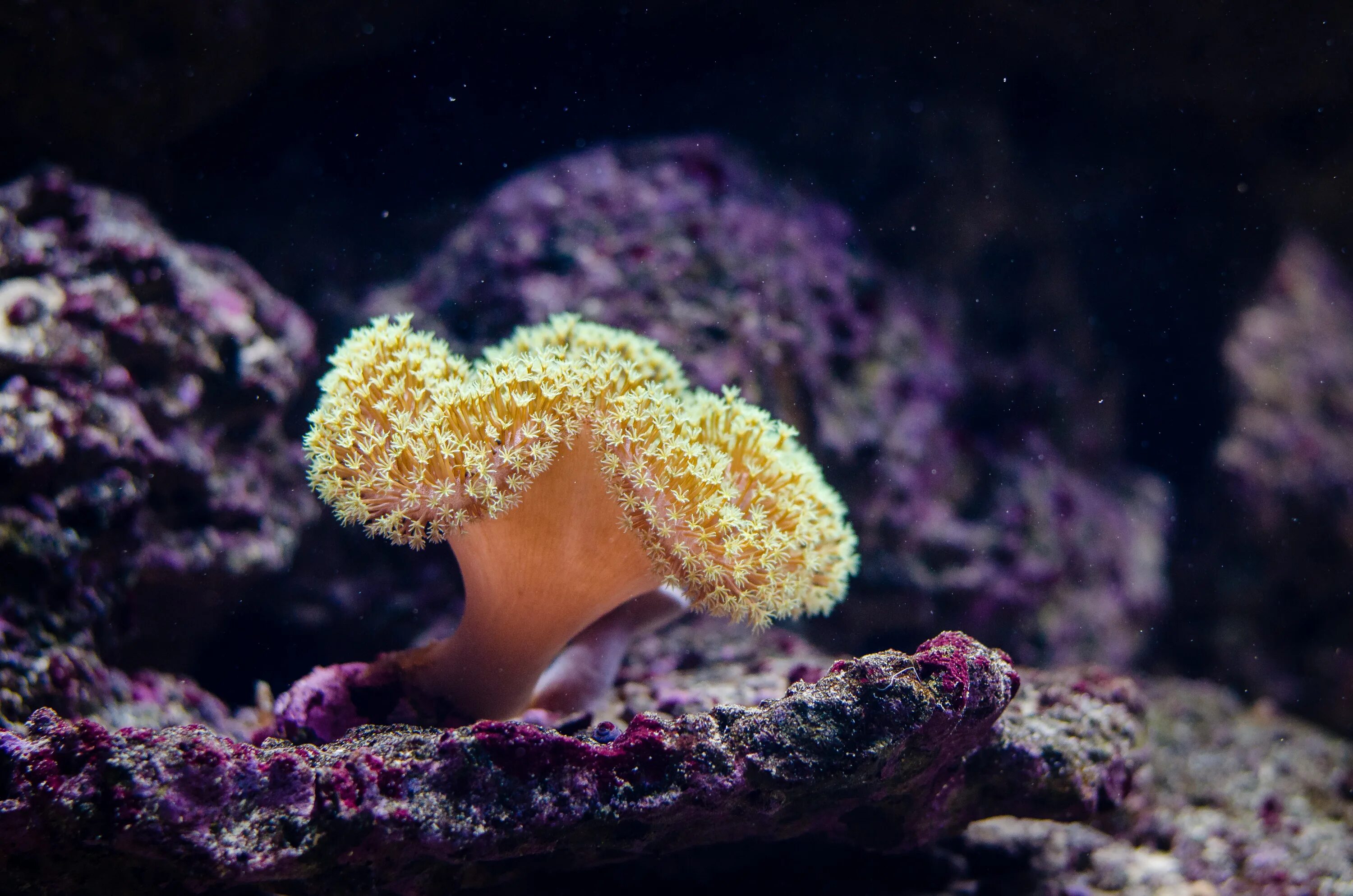 Беспозвоночные россии. Губки Porifera Spongia. Морские губки кораллы. Морской камнеточец губка. Коралловые полипы рифы.