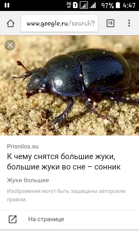 Harpalus rufipes жук. Сонник к чему снятся жуки. К чему снятся жуки. Майский жук фото и описание. Божья коровка насекомое.
