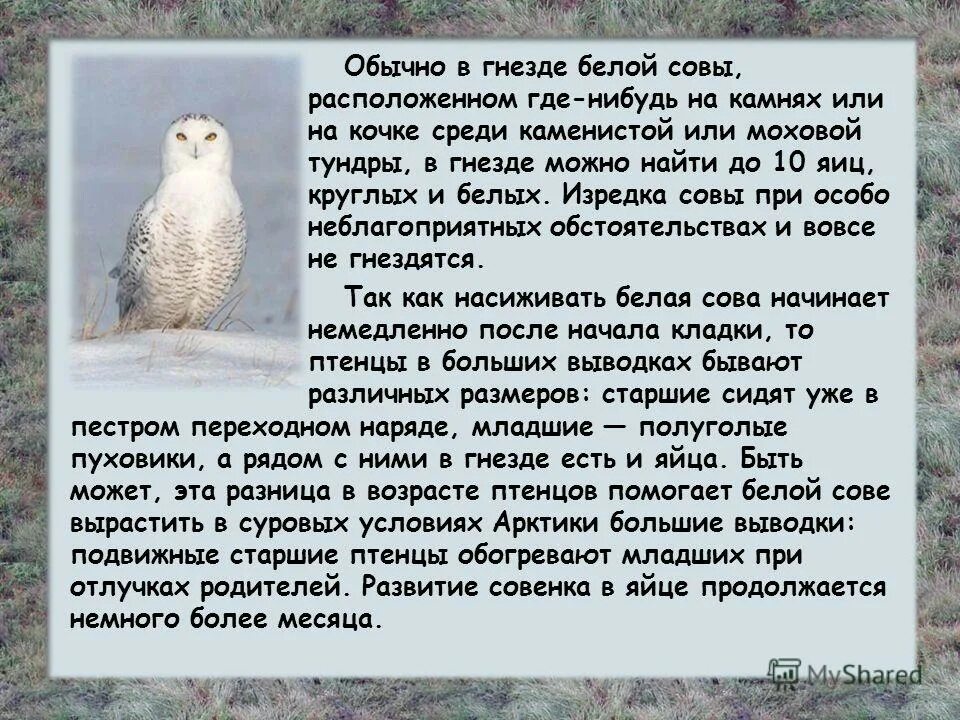 Уши совы. Гнездо виргинский филин. Где находится сова. Уши совы. Бородатая неясыть.