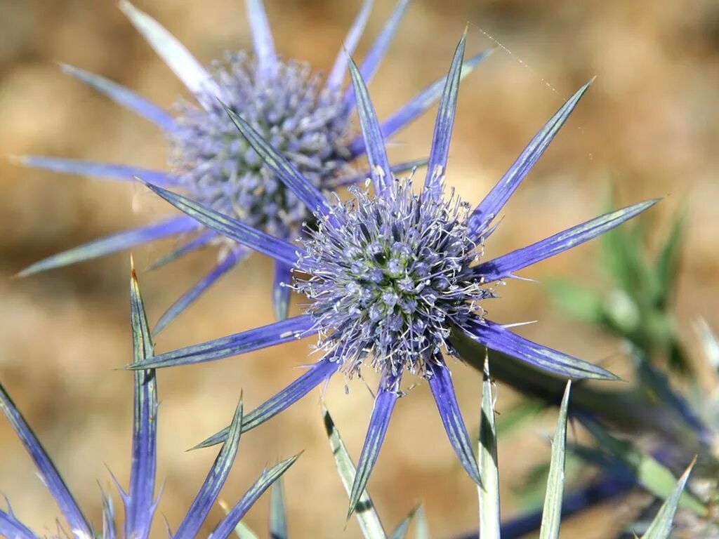 Колючки виды растений. Синеголовник (Eryngium). Синеголовник агаволистный. Синеголовник морской. Синеголовник полевой.