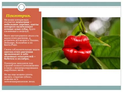 Интересные факты красный