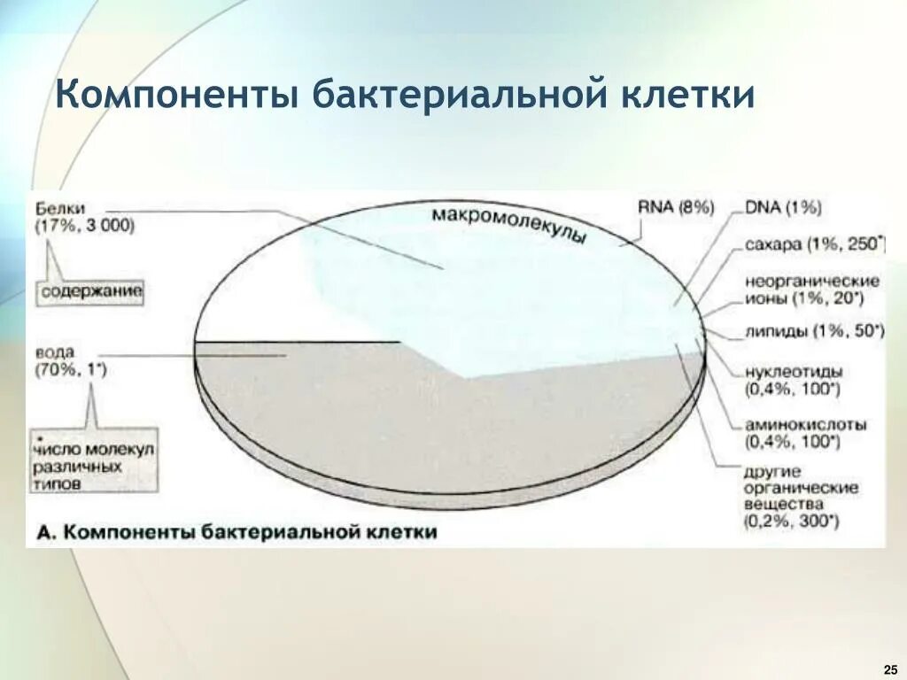 Компоненты бактериальной клетки. Компонент бактериальной клетки. Компоненты микробной клетки. Элементы бактериальной клетки.