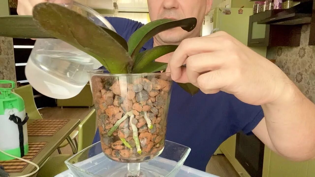 Посадить корень орхидеи. Горячевский орхидеи в керамзите. Реанимация орхидеи на керамзите.