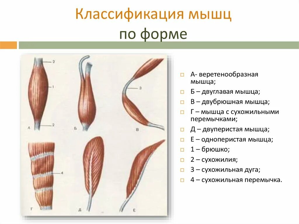 Классификация скелетных мышц по форме строению расположению. Строение и функции мышц классификация мышц. классификация скелетных мышц по форме. типы расположения мышечных волокон. классификация, строение и функции скелетных мышц..