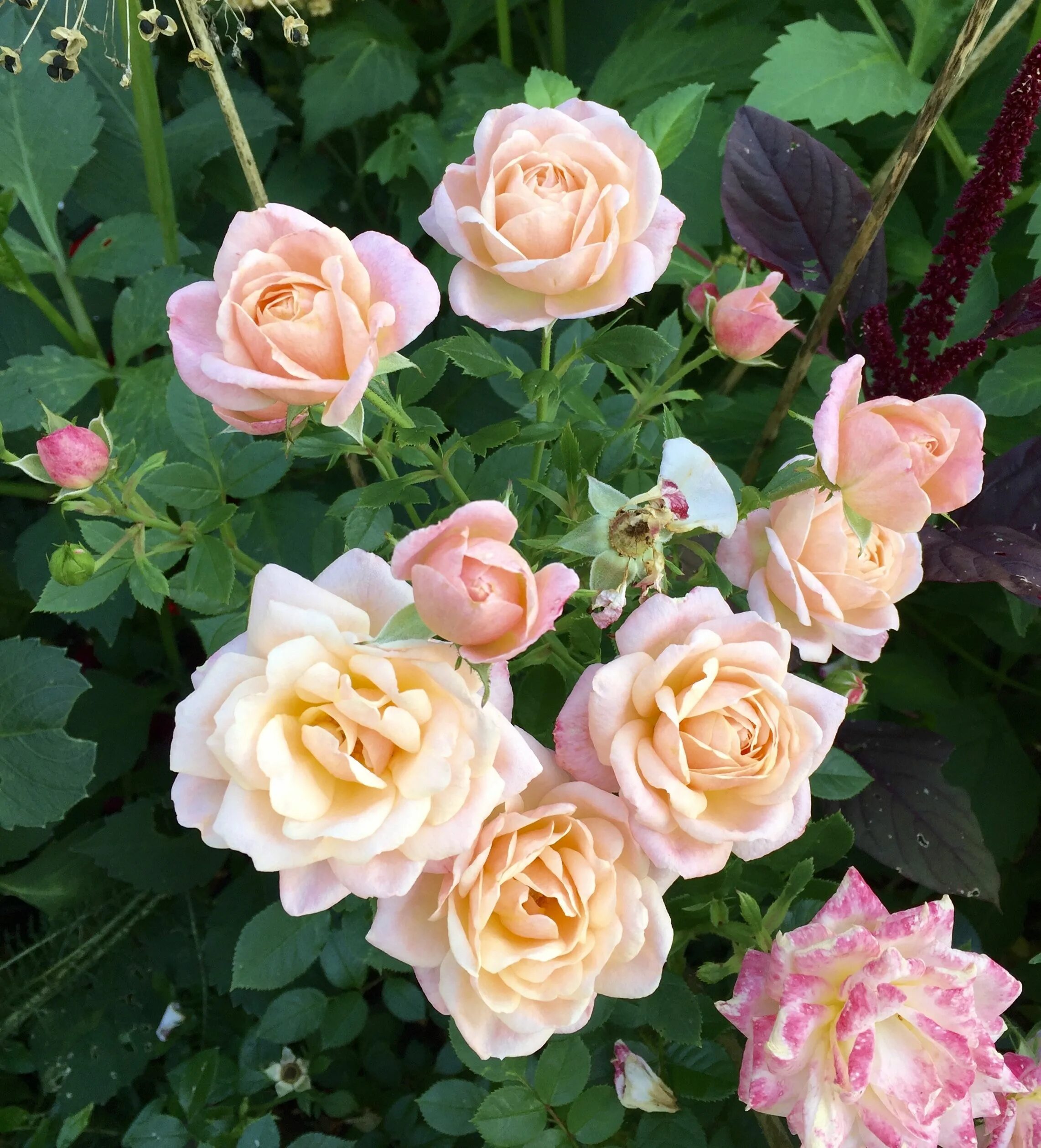 Way roses. Way roses. Хай канди. Way roses. Way roses.