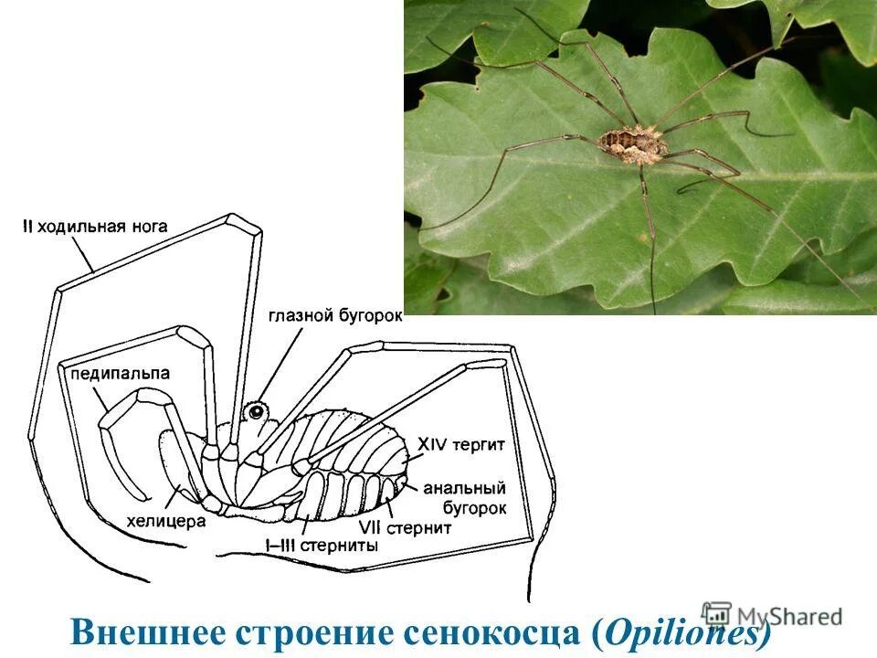 внутреннее строение сенокосца. строение паука для детей. внешнее строение сенокосца. пауки сенокосцы строение. сенокосец обыкновенный строение.