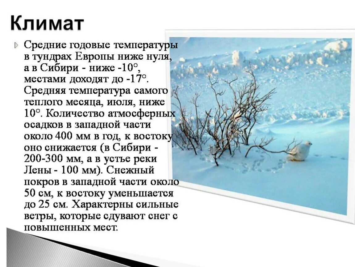 Тундра осадки в год. Средние температуры тундры в России. Лесотундра климат. Средняя годовая температура в тундре. Тундра климат января и июля.