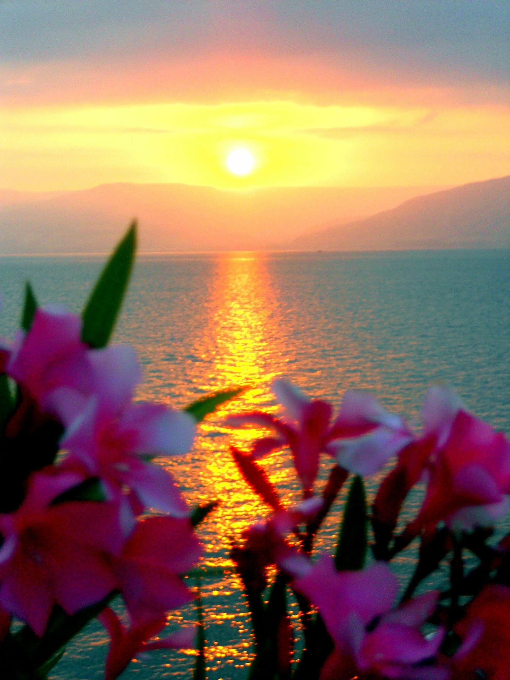 Доброе утро цветы солнце. Море цветы рассвет. Море закат цветы. Красивый рассвет. Цветы и солнце.