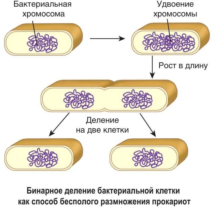 Клеточная перетяжка у каких клеток. Размножение прокариотической клетки. Схема деления прокариотической клетки. Деление клеток прокариот схема. Механизм бинарного деления бактериальной клетки.