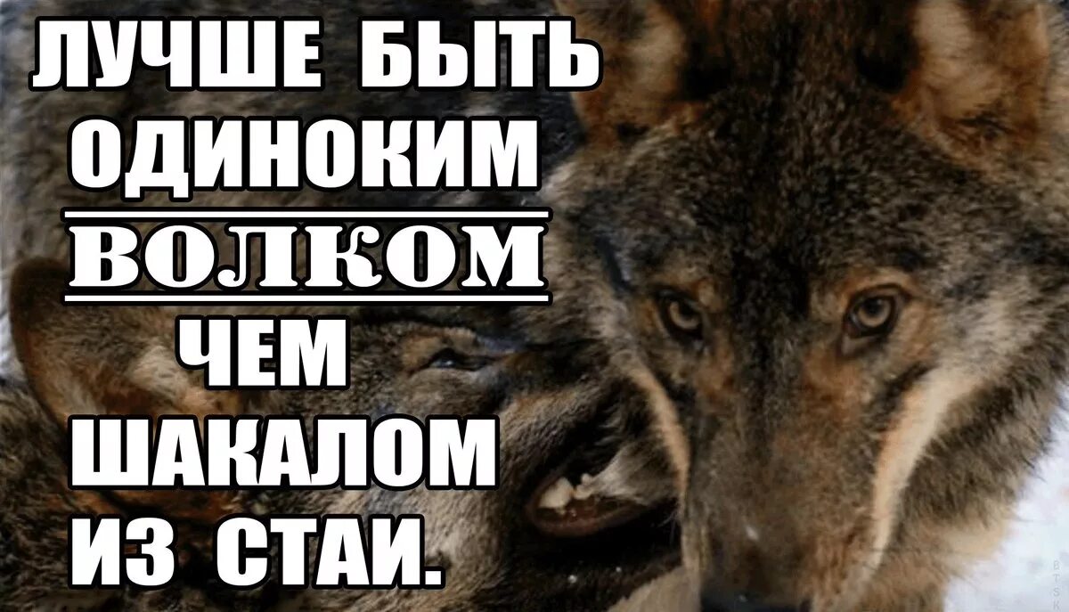 Стану сильнее в одиночку. Шутки про волка. Волк Мем. Волк не одиночка. Воля Мем.