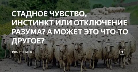 Стадный инстинкт в мирное время