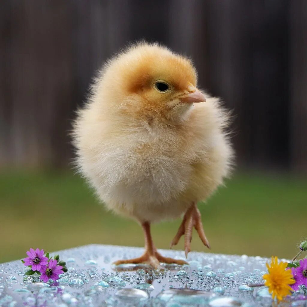 Цыпленок. Маленькие цыплята. Пушистый цыпленок. Желтый цыпленок.