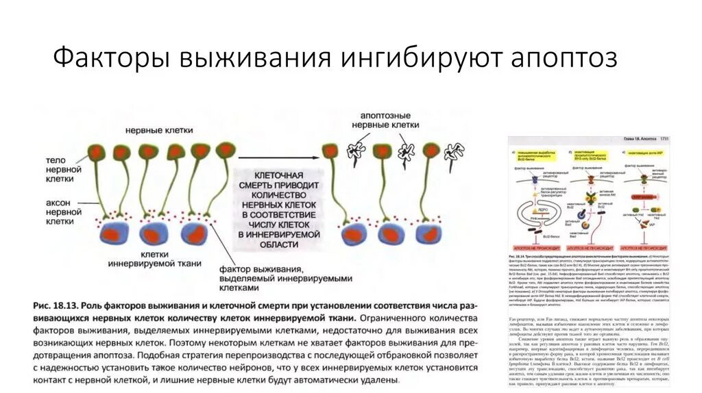 Факторы развития апоптоза изнутри. Апоптоз нервных клеток. Факторы вызывающие апоптоз. Ингибирование процессов апоптоза. Содержит ферменты осуществляющие апоптоз