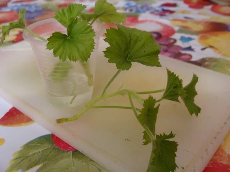 Черенкование герани. Черенкование герани. Черенкование королевской пеларгонии. Черенки пеларгонии. Пеларгония королевская отводок.