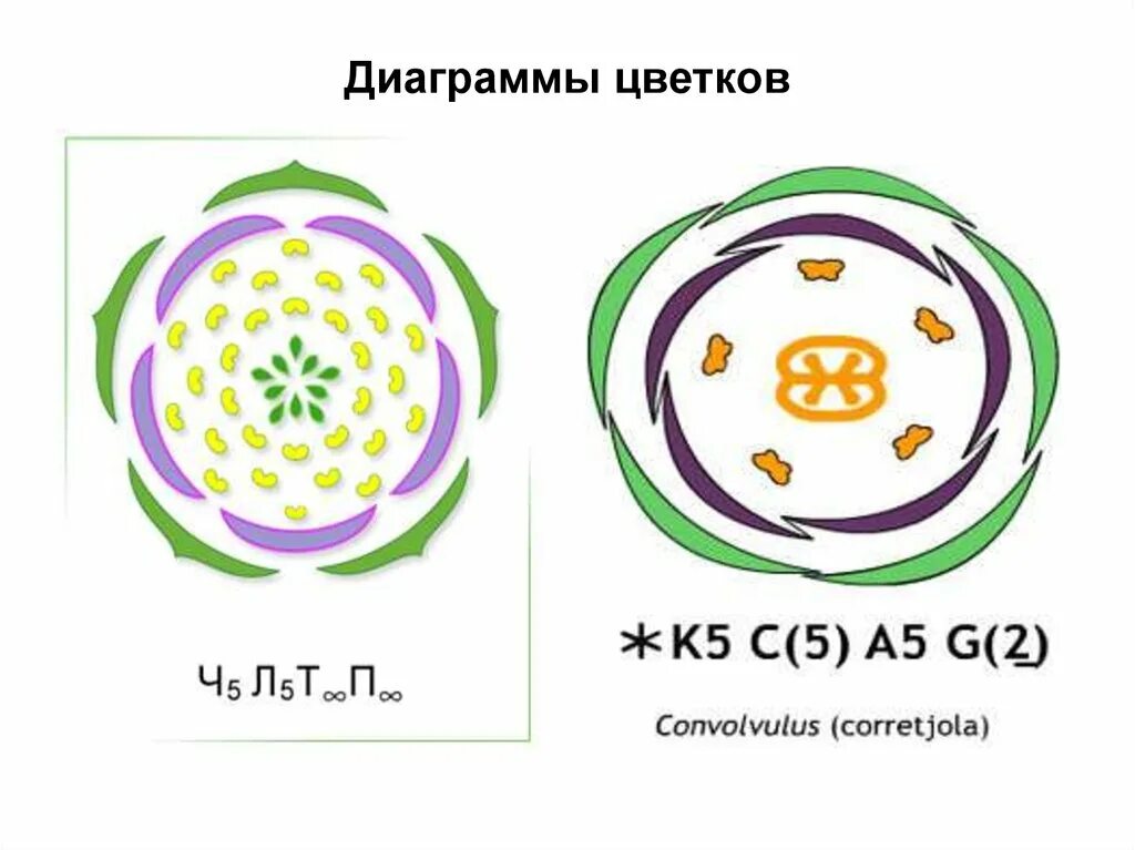 Диаграмма цветка астровых растений. Семейство Астровые диаграмма цветка. Диаграмма цветка сложноцветных. Семейство Астровые диаграмма и формула цветка. Формула цветка растений семейства сложноцветные