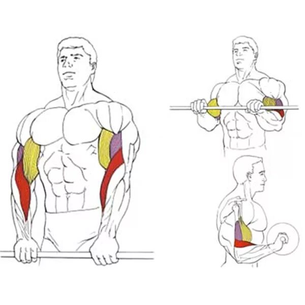 Гантели обратным хватом. Подъем штанги на бицепс обратным хватом. Подъем штанги на бицепс стоя обратным хватом. Подъем на бицепс обратным хватом. Поднятие штанги на бицепс обратным хватом.