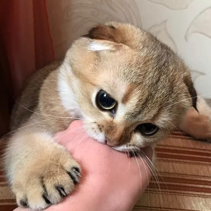 Спящий котенок с сердечком. Пушистых снов. Милые животные. Сделать приятное любимой девушке. Сделать приятное девушке.