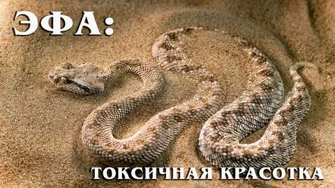 Песчаная гадюка буквы