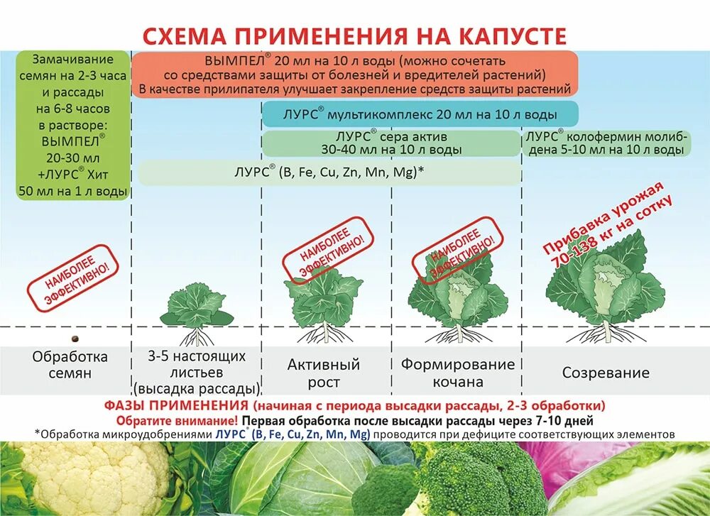 Схема защиты капусты. Обработка капусты от вредителей препараты. Схема обработки капусты. Схема подкормок капусты белокочанной. Какая температура нужна капусте