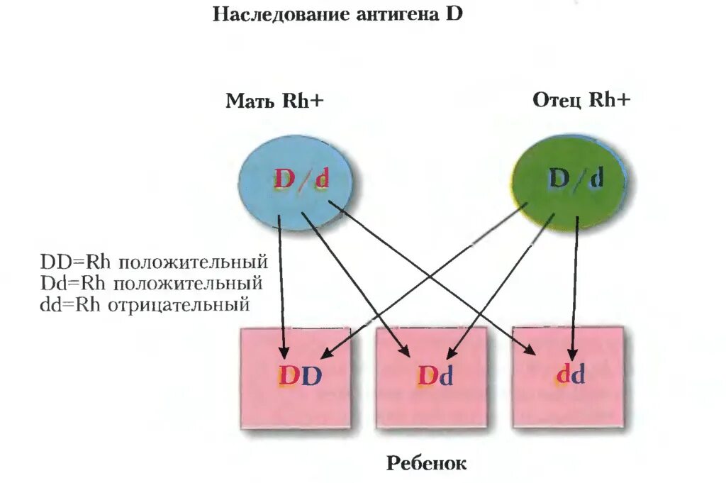 Отец первая положительная мать третья положительная дети