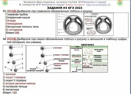 Студариум биология егэ 2024 год
