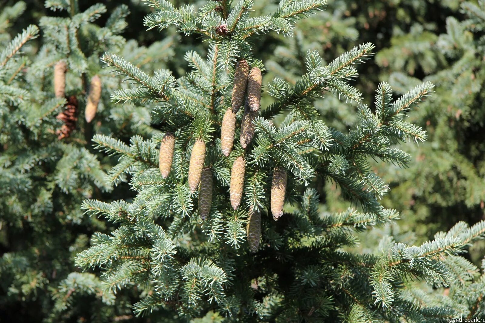 Ель сибирская picea obovata изгородь. Пихта нордмана. Picea obovata. Ель сибирская глаука. Пихта фразера (abies fraseri).