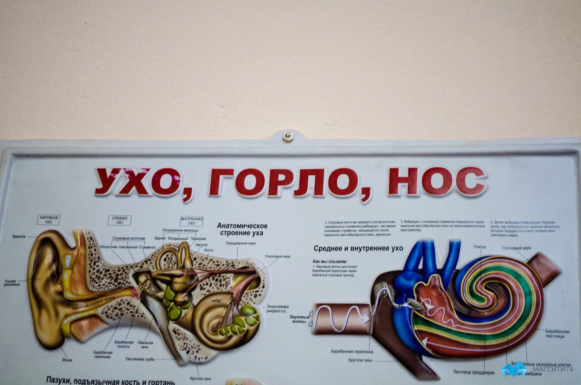 Как правильно называется врач ухо горло нос. Анатомия ухо горло нос строение. анатомия уха горла носа. строение ухо горло нос человека.