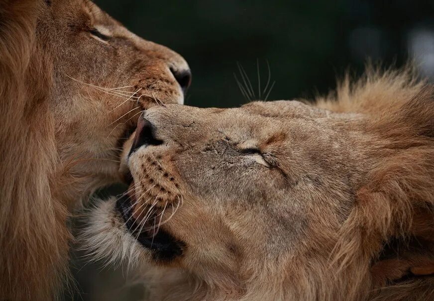 Страстное животное. Пары животных. Лев и львица. Львы любовь. Влюбленные львы.