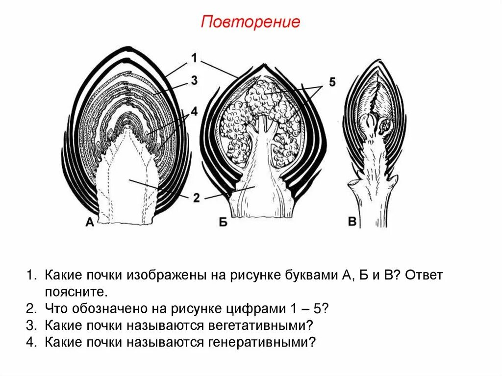 Изображение генеративной почки. Почки растений. Строение вегетативной и генеративной почки рисунок. Строение вегетативной почки растения. Строение почки растения.