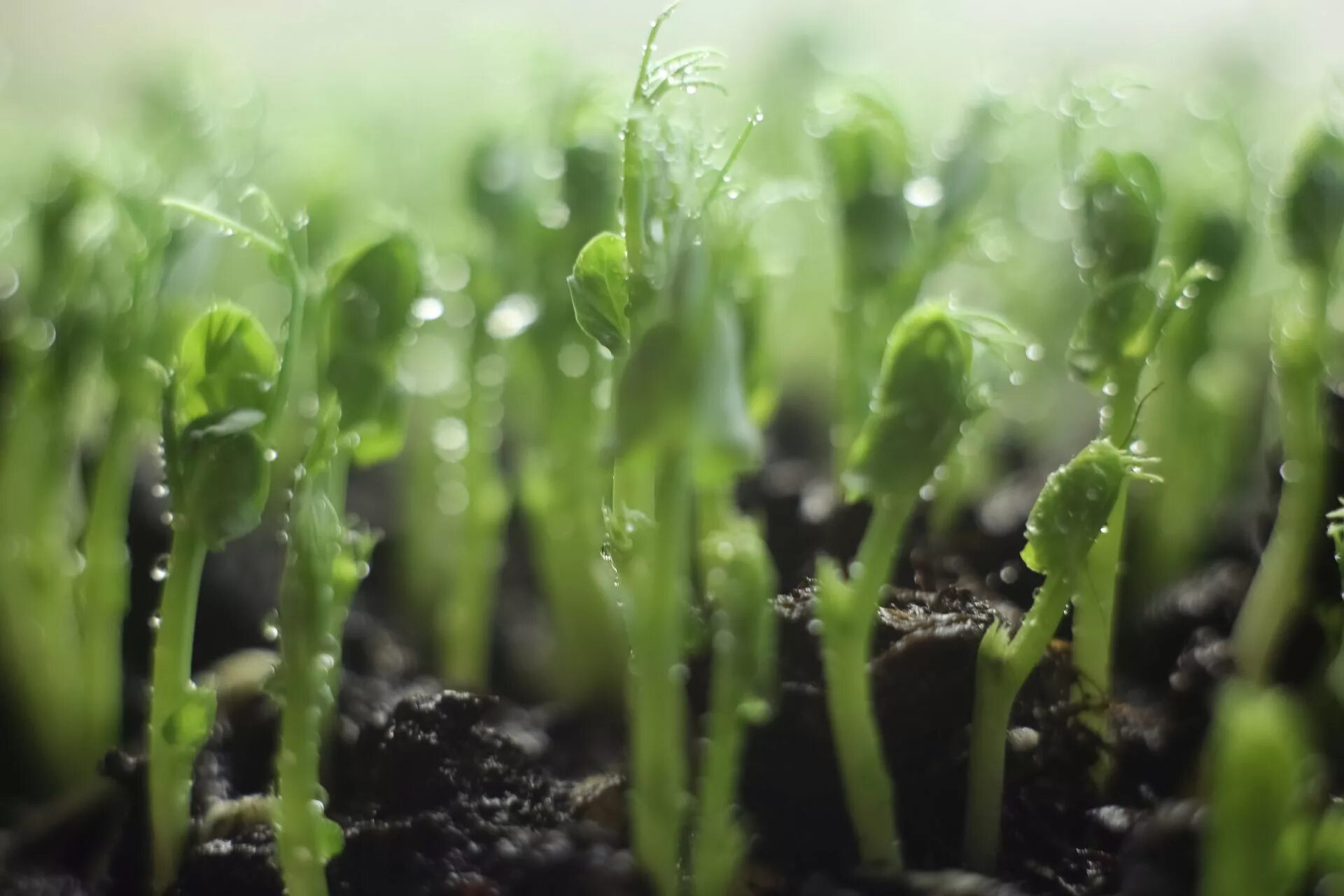 Microgreens. Microgreen. Картинки тема microgreen. Грин бро