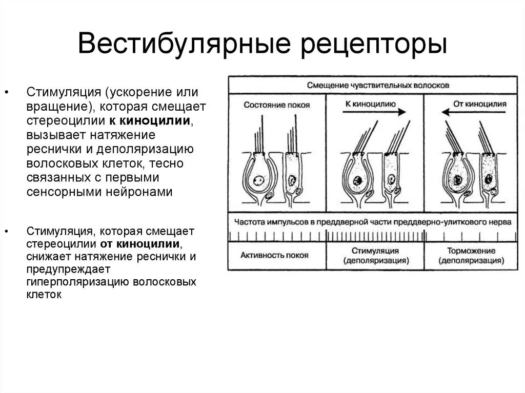 Ощущение возникают при рецепторов. Расположение рецепторов вестибулярного анализатора. Механизмы возбуждения вестибулярного анализатора. Рецептор вестибулярного аппарата анализатора. Тип рецепторов вестибулярного анализатора.