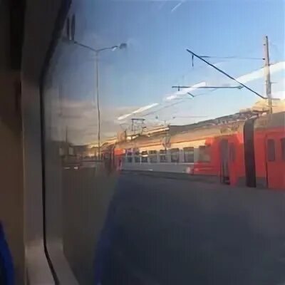 Петербург луга ласточка