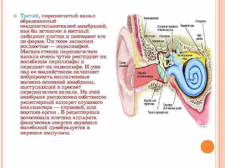 Давление в среднем ухе соответствует атмосферному